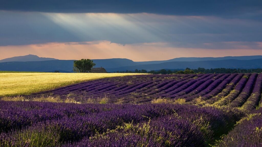 großes weites Feld in der Provence